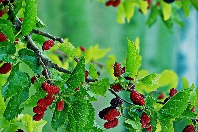 Những loại cây không nên trồng trong vườn nhà dịp đầu năm mới