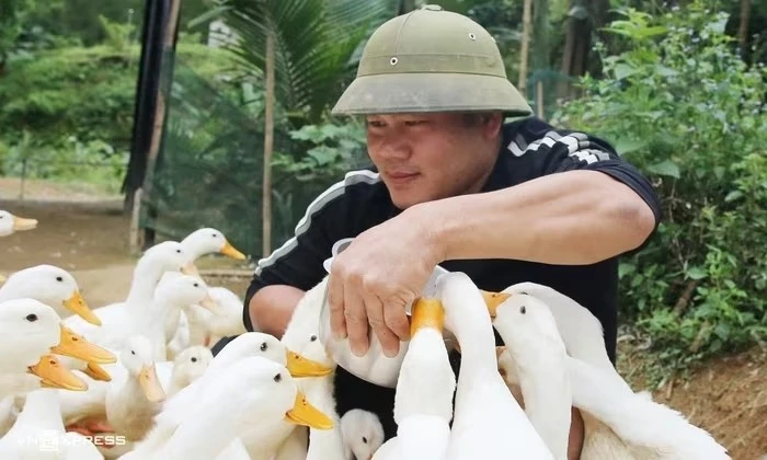 Nông trại Quảng Bình thu hút du khách với dịch vụ massage vịt lạ mắt