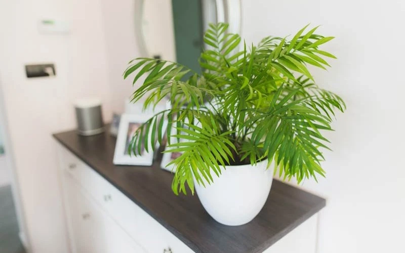 5 loại cây cảnh lá vừa lọc không khí, vừa hút tài lộc