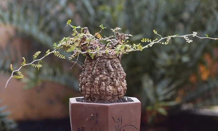 “Quái vật bonsai” giá trăm triệu khiến người chơi mê mẩn 