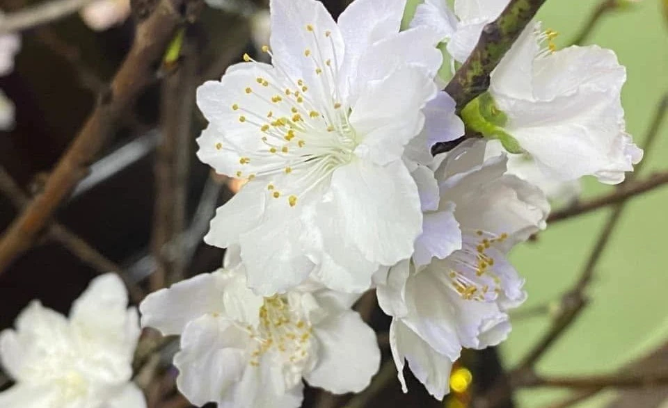 Hơn trăm nghìn đồng một bó bạch đào hút khách chơi Tết