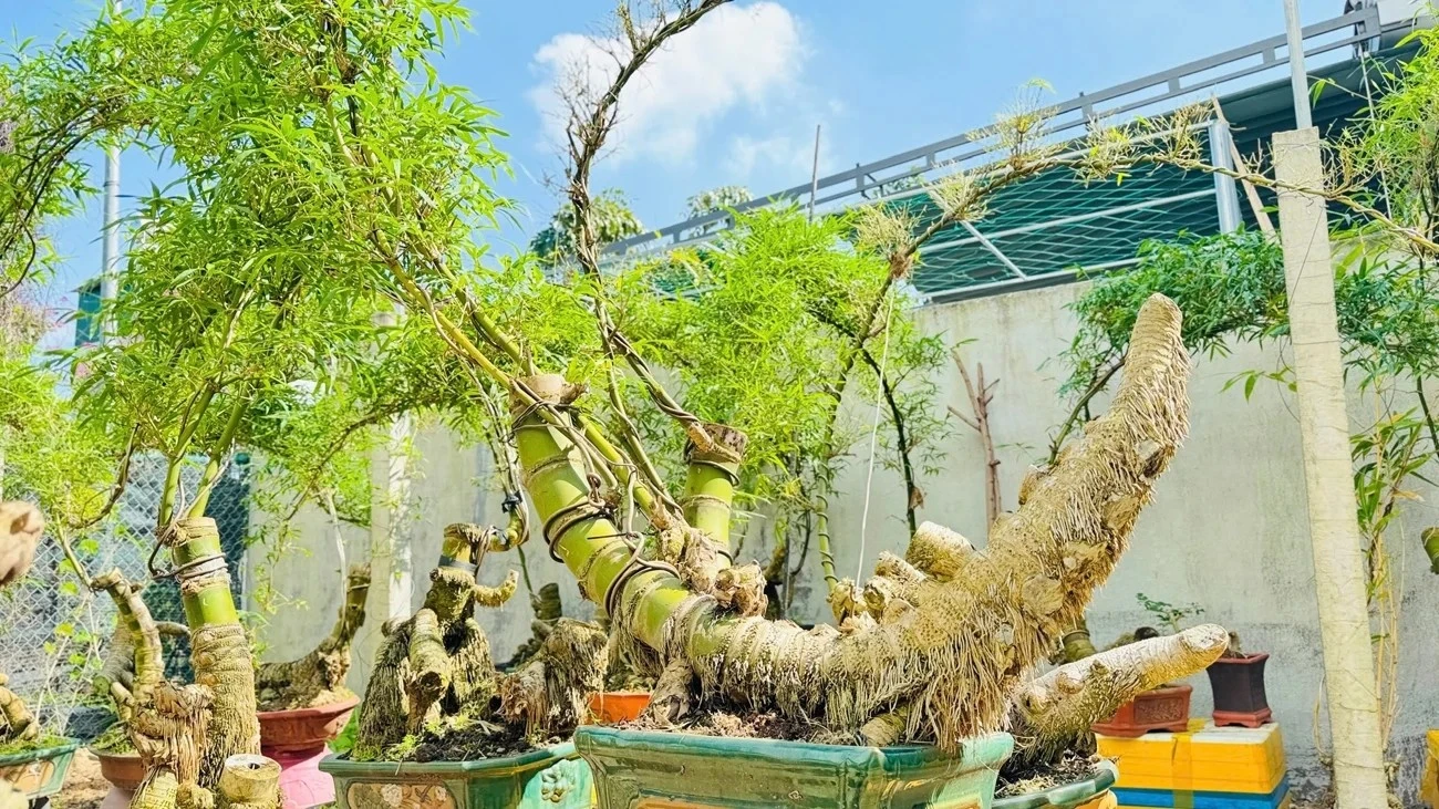 Gốc tre xù xì tưởng bỏ đi thành 'siêu phẩm' bonsai tiền triệu