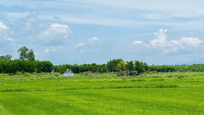 Xuất hiện đàn cò ốc quý hiếm ở Quảng Trị