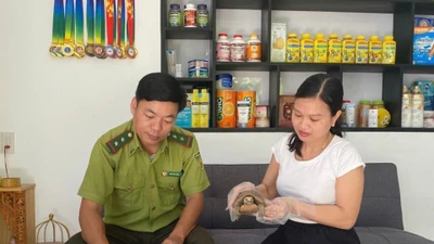 Cá thể rùa vàng quý hiếm vừa được bàn giao ở Huế