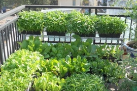 Những loại rau trồng ban công trong tháng 9 "lớn nhanh như thổi"