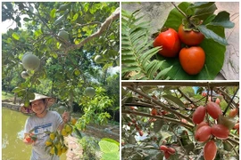 Thích mắt ngắm nhà vườn trĩu quả tại quê nhà của Trọng Tấn