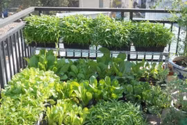 Những loại rau trồng ban công trong tháng 9 "lớn nhanh như thổi"