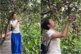 Cận cảnh khu vườn trĩu quả trong cơ ngơi 50.000m2 của Vân Trang 