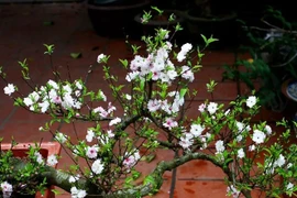 5 loài hoa càng lạnh càng nở rộ rực rỡ