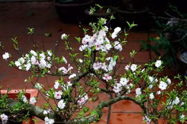 5 loài hoa càng lạnh càng nở rộ rực rỡ