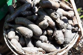 Đặc sản "nhìn khiếp vía" hơn nửa triệu đồng/kg hút khách 