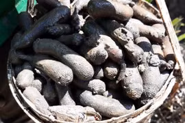 Đặc sản "nhìn khiếp vía" hơn nửa triệu đồng/kg hút khách 