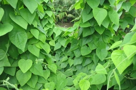 Cây dại ở Việt Nam bất ngờ thành đặc sản hái là có tiền