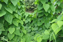 Cây dại ở Việt Nam bất ngờ thành đặc sản hái là có tiền