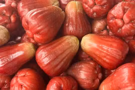 Mận hồng 200.000 đồng/kg hút khách ngon cỡ nào? 