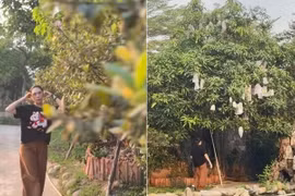 Cận cảnh khu vườn chi chít trái trong 'biệt phủ' của Mỹ Tâm 