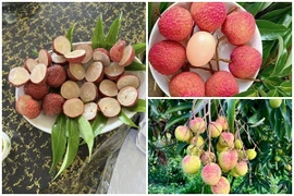 3 loại vải đắt nhất Việt Nam, có tiền chưa chắc mua được