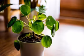 5 loại cây như "nam châm" hút tiền nên trồng trong nhà