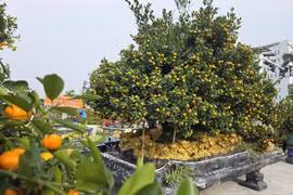 Ngắm quất cảnh độc lạ hút khách thị trường Tết 2026