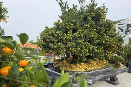 Ngắm quất cảnh độc lạ hút khách thị trường Tết 2026