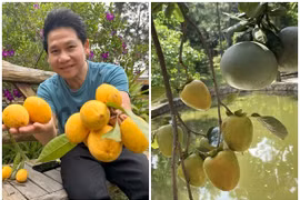 Bên trong nhà vườn lúc lỉu trái cây của ca sĩ Trọng Tấn