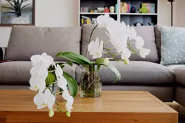  Bật mí cách trang trí lan hồ điệp trong nhà đón Tết 