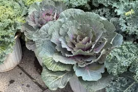 Ngắm rau củ được hô biến thành cây cảnh độc lạ chơi Tết 