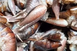 "Tôm bò trên cây" nửa triệu đồng/kg cũng khó mua 