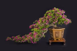 Cây dại làm hàng rào thành bonsai giá tiền tỷ 
