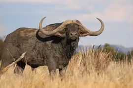 Tận thấy con trâu đắt nhất thế giới giá hơn 300 tỷ đồng 