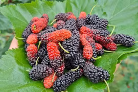 Dâu tằm ngoại thành Hà Nội tất bật vào vụ thu hoạch