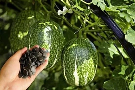 Quả leo bờ rào hơn 300.000 đồng/kg hút khách dịp Tết 