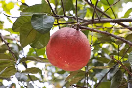 Loài quả xưa ít biết, nay 400.000 đồng 'tranh nhau' mua dịp Tết 