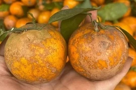 Quýt sim giá rẻ đổ bộ chợ Việt, tiểu thương bán hàng tạ mỗi ngày