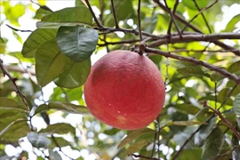 Loài quả xưa ít biết, nay 400.000 đồng 'tranh nhau' mua dịp Tết 