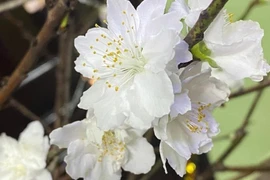 Hơn trăm nghìn đồng một bó bạch đào hút khách chơi Tết