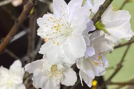 Hơn trăm nghìn đồng một bó bạch đào hút khách chơi Tết