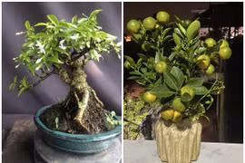 Ngắm bonsai mini siêu đẹp chơi Tết Bính Ngọ 2026 