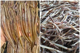 Loại cá xưa "rẻ như cho" nay 300.000/kg hút khách