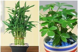 5 loại cây phong thủy hút tài lộc vào nhà "như nước lũ"