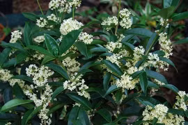 3 loại cây trồng trong sân nhà như "nam châm hút lộc" 