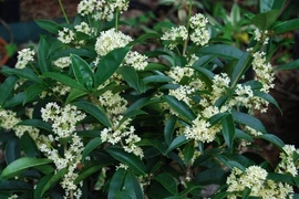 3 loại cây trồng trong sân nhà như "nam châm hút lộc" 