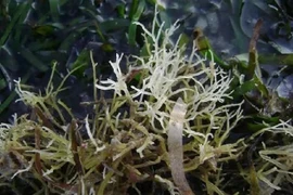 Rau dại mọc lên từ đá, 800.000 đồng/kg hút khách 