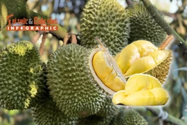 INFOGRAPHICS: Xuất khẩu sầu riêng giảm 5 tháng liên tiếp