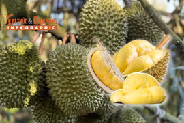 INFOGRAPHICS: Xuất khẩu sầu riêng giảm 5 tháng liên tiếp