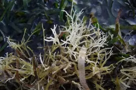 Rau dại mọc lên từ đá, 800.000 đồng/kg hút khách 