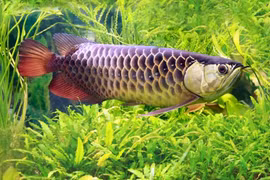 Bật mí loài cá quý hiếm giá ngang ngửa căn chung cư