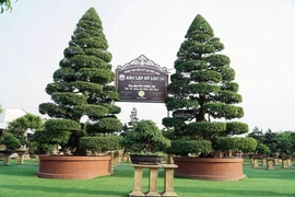 Cận cảnh cặp me kiểng cổ nhất Việt Nam được định giá 25 tỷ đồng 