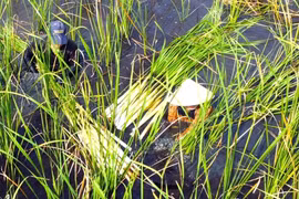 Cỏ dại xưa "cứu đói" bất ngờ thành đặc sản "hốt bạc"