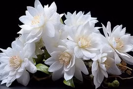 Loài hoa đắt nhất hành tinh có gì đặc biệt? 